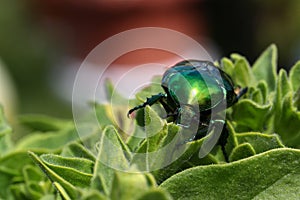 Macro shot of Cetonia aurata on a green plant