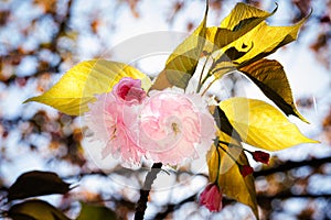 Macro shot of cherry blossom