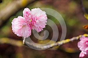 Macro shot of cherry blossom