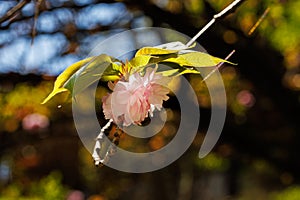 Macro shot of cherry blossom