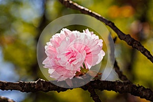 Macro shot of cherry blossom