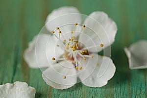 Macro shot of cherry blossoms