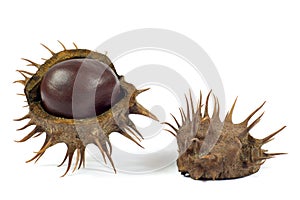 Macro Shot of Chestnut in Barbed Husk Isolated on White