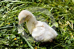 A macro shot, chick turkey on the grass