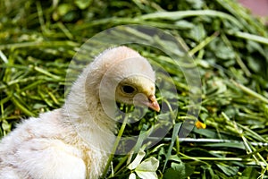 A macro shot, chick turkey on the grass