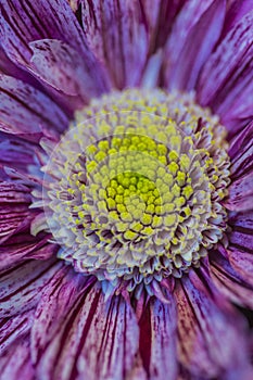 Macro Shot of Chrysanthemum Indicum Petals of Serenity Sort