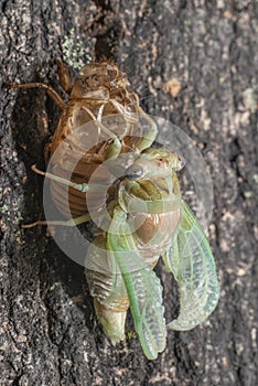 macro shot of a cicada emerging from its shell