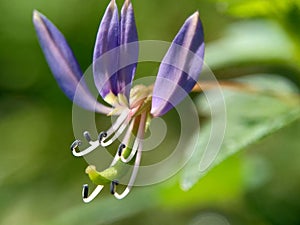 Macro shot of Cleome rutidosperma fringed spider flower, purple cleome, maman ungu, maman lanang with a natural background