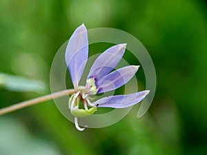 Macro shot of Cleome rutidosperma fringed spider flower, purple cleome, maman ungu, maman lanang with a natural background