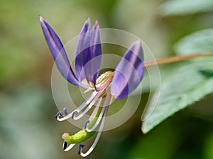Macro shot of Cleome rutidosperma fringed spider flower, purple cleome, maman ungu, maman lanang with a natural background photo