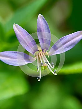Macro shot of Cleome rutidosperma fringed spider flower, purple cleome, maman ungu, maman lanang with a natural background photo