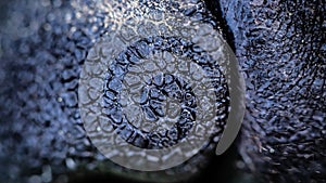 Macro shot of the close eye of a dog