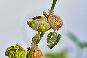 Macro shot of the closed bud of a hollyhock with fire bugs on it