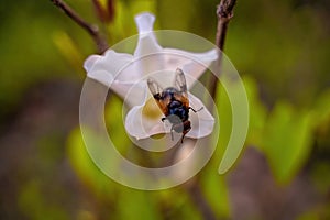 A macro shot of a colorful fly on white tulip flower against blurry background