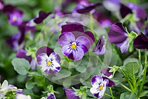 A macro shot of the colorful and vibrant pansy flowers