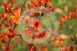 A macro shot of the Colourful Leaves of a Magic Carpet Bush