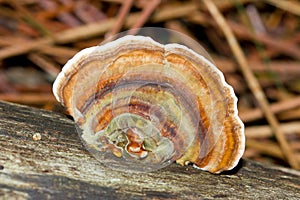 Macro shot of the colourful Trametes versicolor mushroom