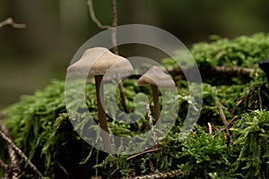 Macro shot of Common bonnets with white caps surrounded with green plants in a forest