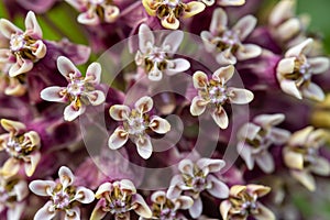Macro shot of common milkweed (Asclepius syriaca) with white and pink petals