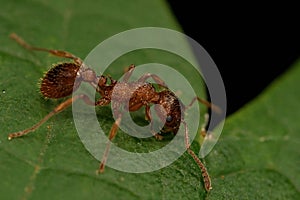 Macro shot of common red ant on green leaf