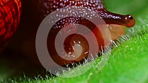 Macro shot of common snail hiding. Helix pomatia.