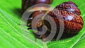 Macro shot of common snails on the leaf. Helix pomatia.