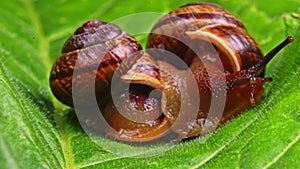 Macro shot of common snails on the leaf. Helix pomatia.