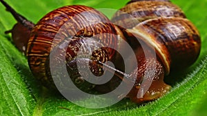 Macro shot of common snails on the leaf. Helix pomatia.