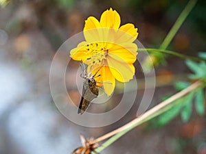 Macro shot of a common straight swift, parnara guttata on a yellow flower