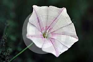 Macro shot of a convolvulus cantabrica flower on a soft blurry background photo