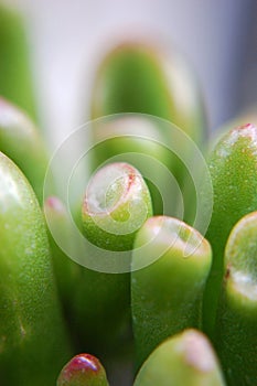 Macro shot of Crassula Ovata (Gollum Jade