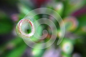 Macro shot of Crassula Ovata (Gollum Jade