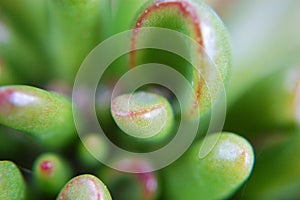 Macro shot of Crassula Ovata (Gollum Jade