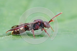 Macro shot of the cuckoo bee on a green leave