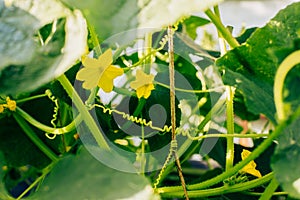 Macro shot of cucumber ovary flower