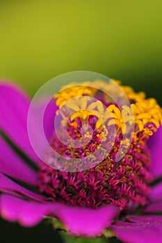 Macro shot of daisy flower