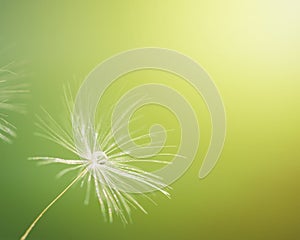 Macro shot of a dandelion.