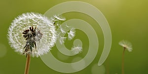 Macro Shot of Dandelion being blown