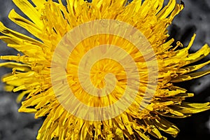 Macro shot of a dandelion blossom