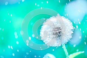 Macro shot of a dandelion.Blue background. Drops of dew close up. Summer Freedom Concept. Design Element. Rain, beautiful bokeh in