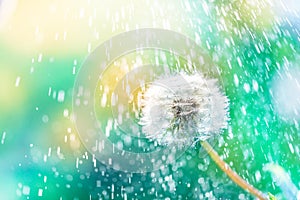 Macro shot of a dandelion.Blue background. Drops of dew close up. Summer Freedom Concept. Design Element. Rain, beautiful bokeh in