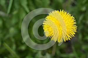 Macro shot of a dandelion in the garden