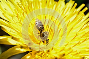 Macro Shot of A Dandelion with Horent