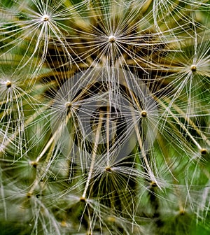 Macro Shot Dandelion Seed Heads