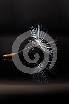 Macro shot of a dandelion seed laid on a reflective surface with a black background