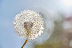 Macro shot of a dandelion in the sun