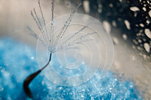 Macro shot of dandelion with water drops