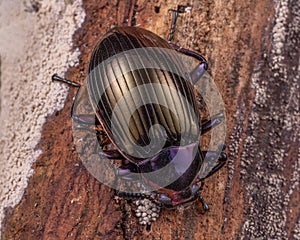 Macro shot of a darkling beetle on a wooden surface