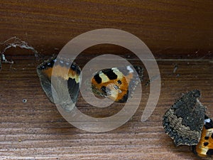 Dead butterfly trapped in the spider web