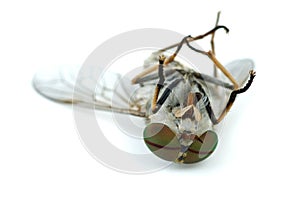 Macro shot of dead gadfly